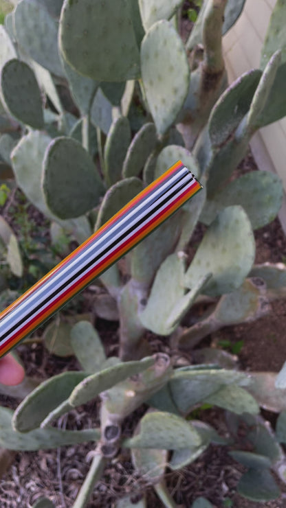 Sparkly Skunk Rainbow